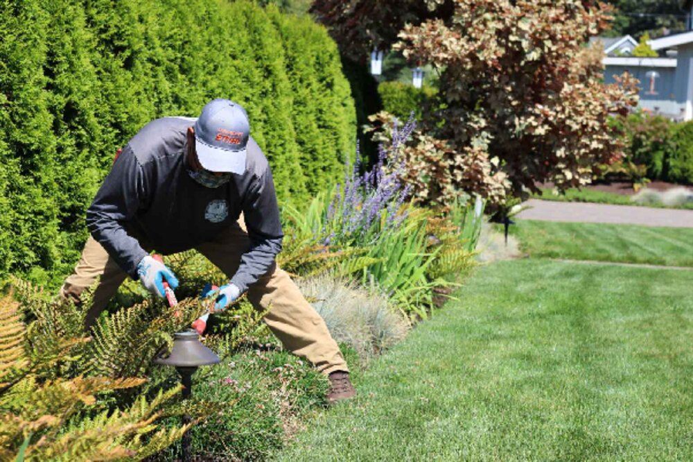 Crew member trimming shrubs during a routine garden maintenance visit